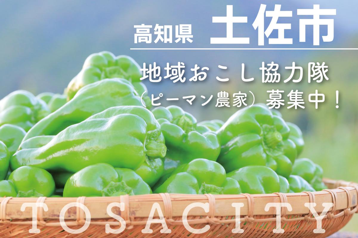 【土佐市】地域おこし協力隊募集！≪ピーマン農家担い手候補生！≫