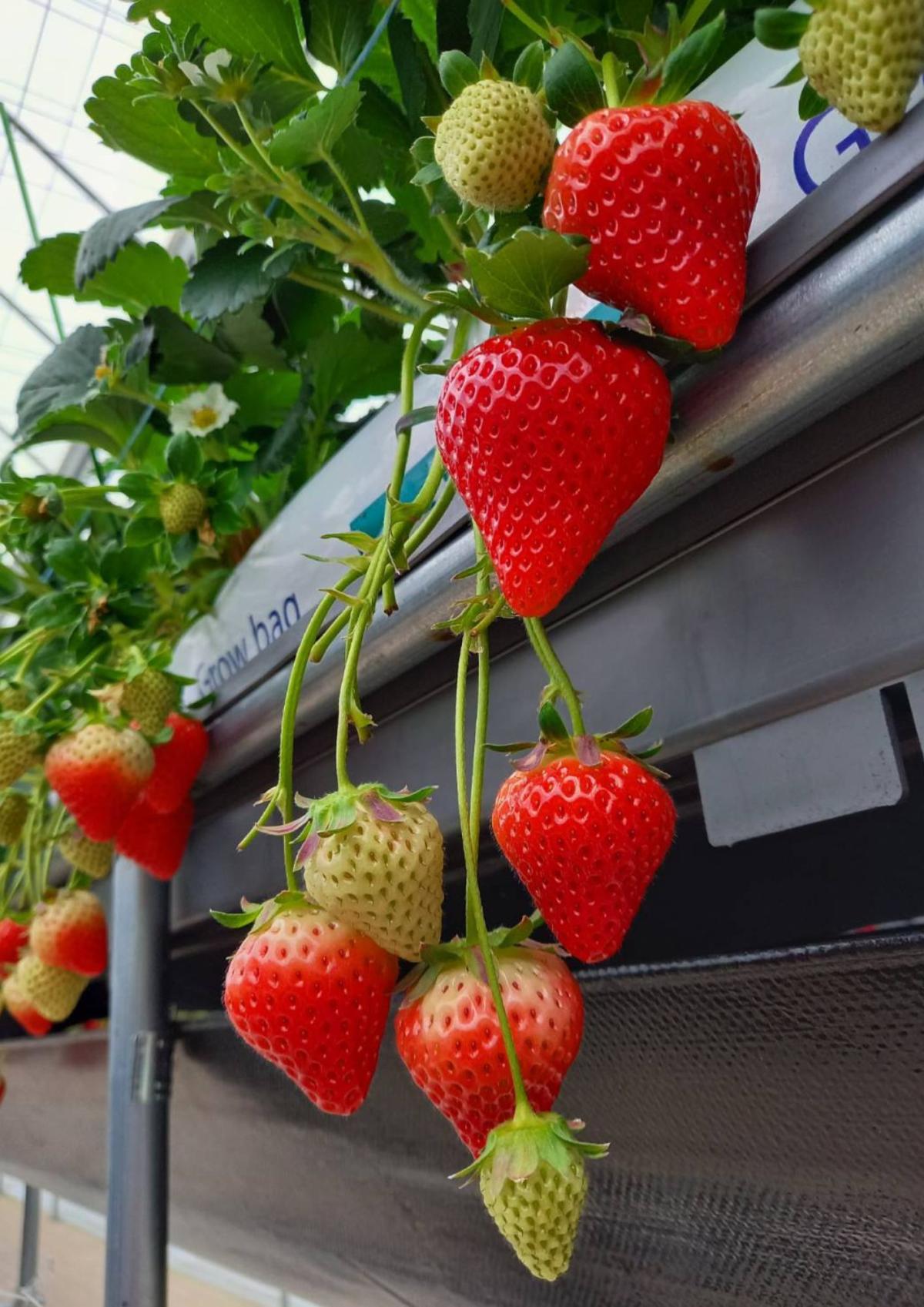 宿毛市のいちごは甘くて大きいのが特徴