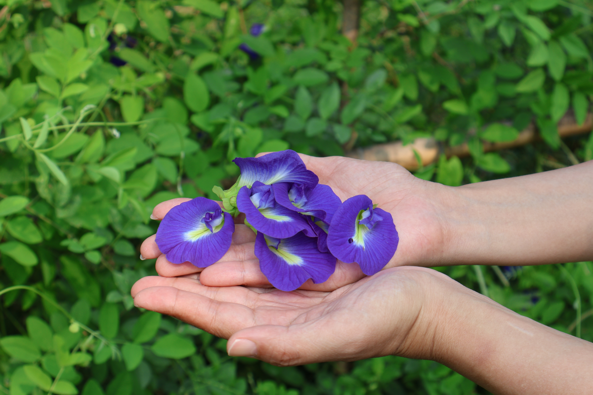 【いこうち！活動レポート】地域の未来を紡ぐ、青い花「あわバタフライピー（蝶豆）花摘み」＠集落活動センターあわ