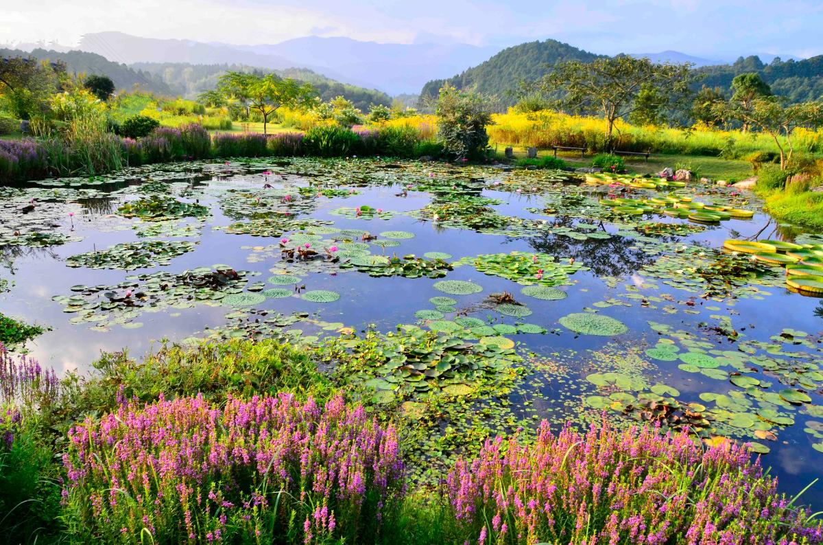 星ヶ丘公園のヒメノボタン