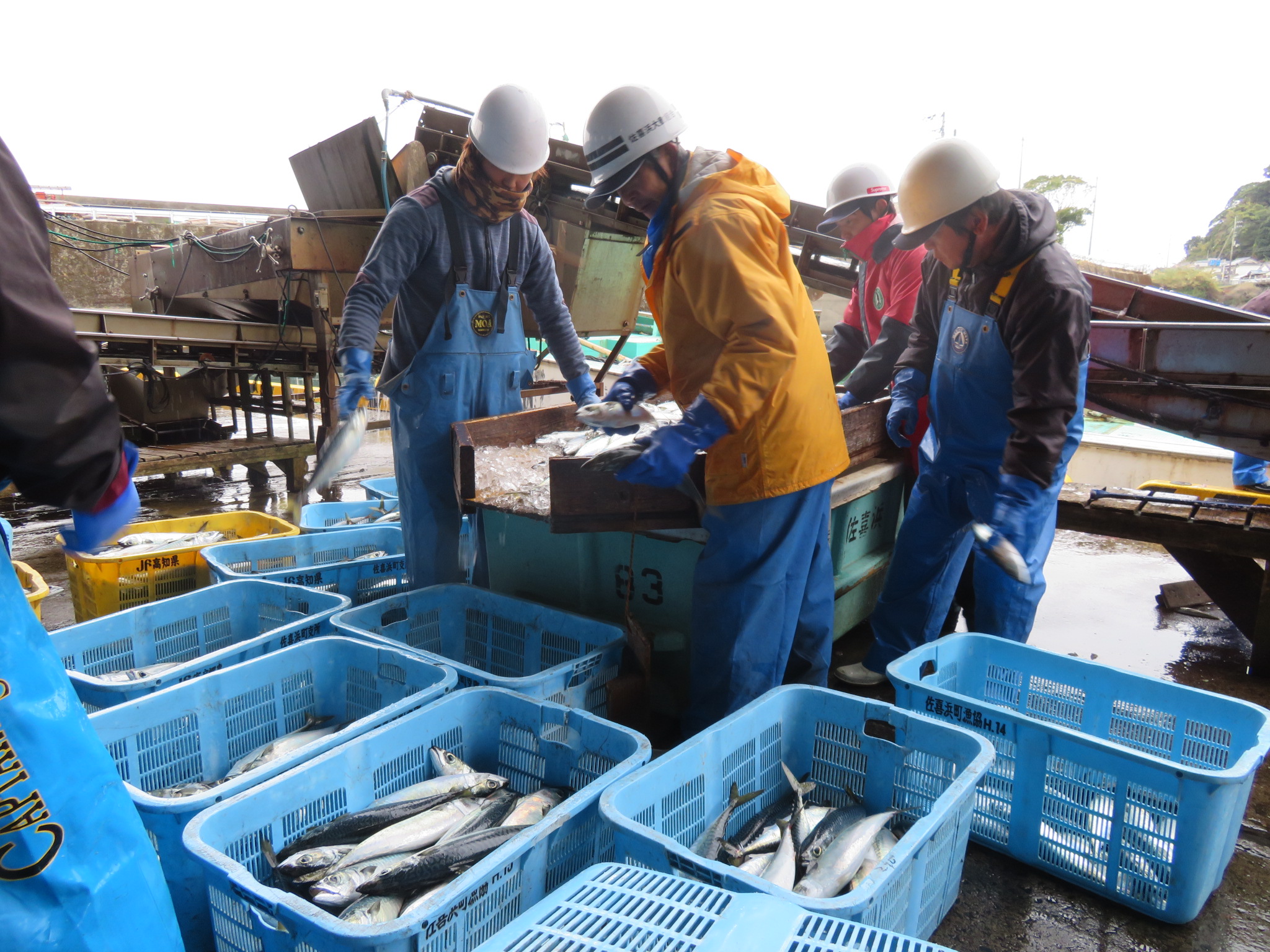 帰港後は獲れた魚の選別