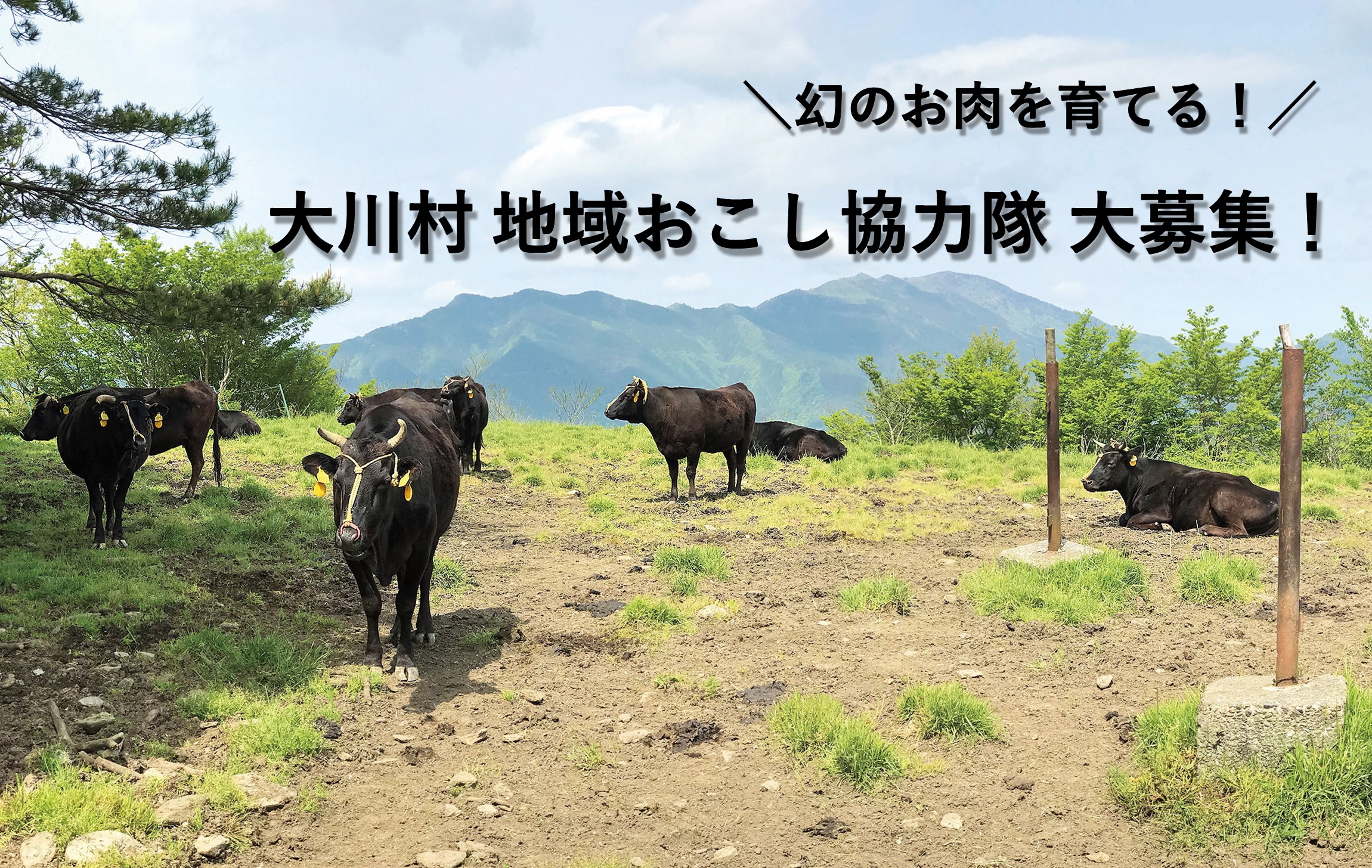 【大川村】＼人口400人の村で幻のお肉を育てる！／地域おこし協力隊を募集中！