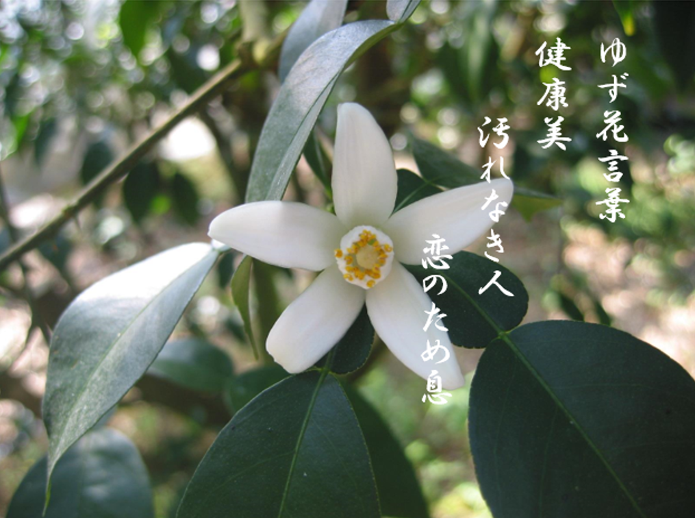 【北川村】ゆずの産地で「ゆず農家」を目指す/地域おこし協力隊を募集します！