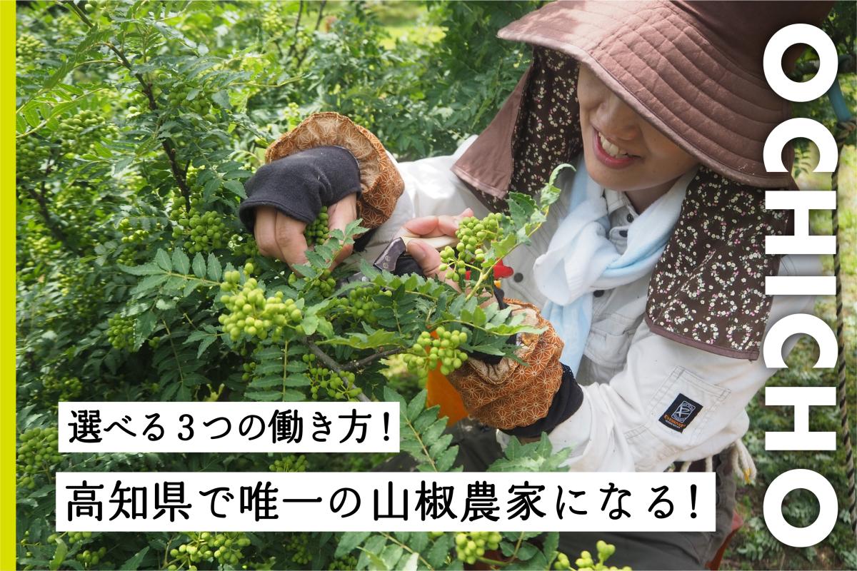 高知県唯一の山椒産地を未来へつなぐ。“山椒＋α“の新しいスタイルを実現する、協力隊員募集！