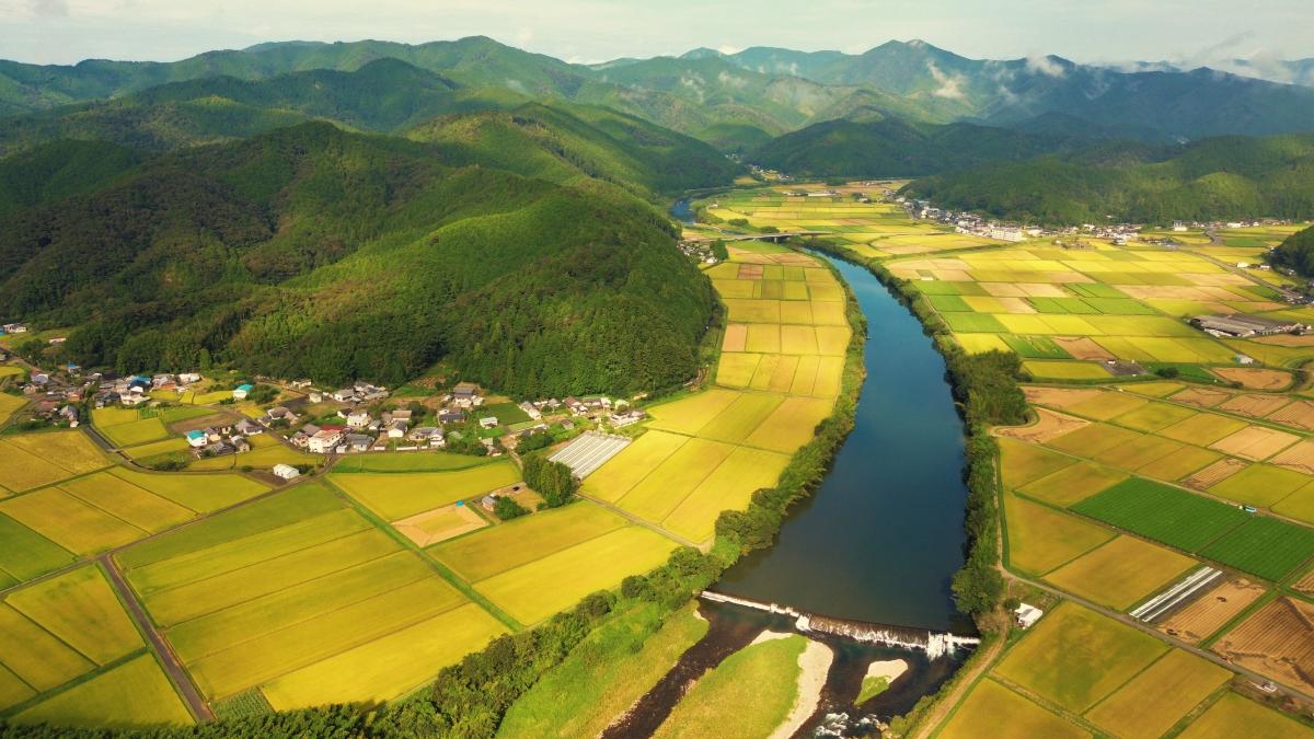 黄金色に輝く稲穂が揺れる風景