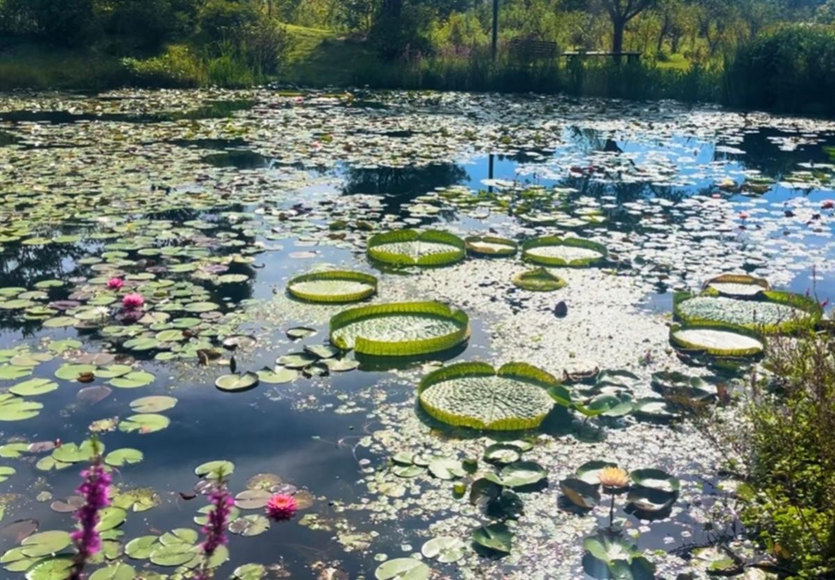 星ヶ丘公園の様子