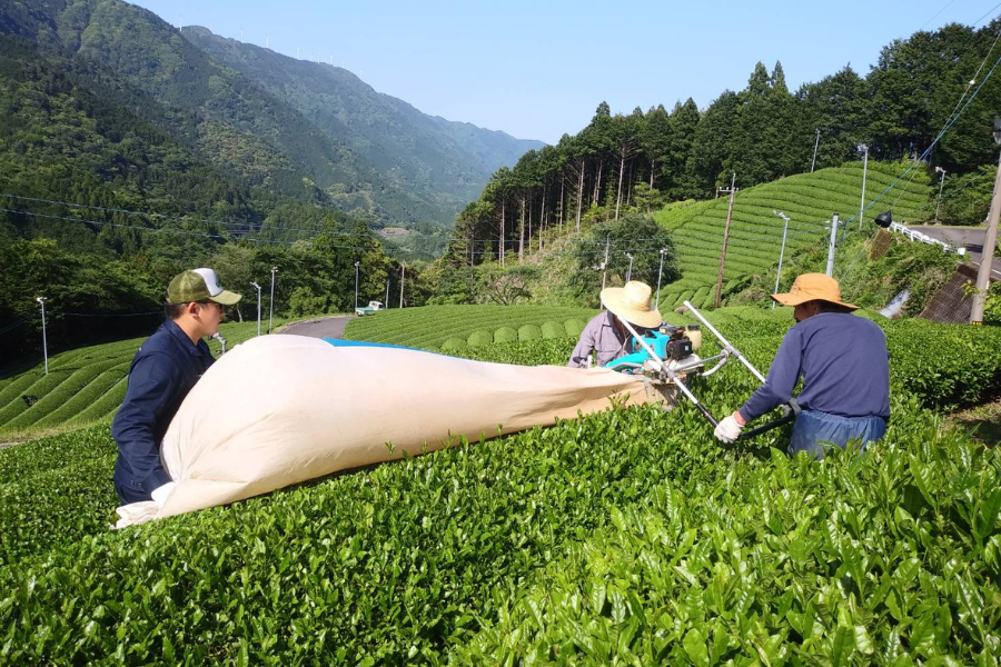 津野町を美味しいお茶で盛り上げましょう