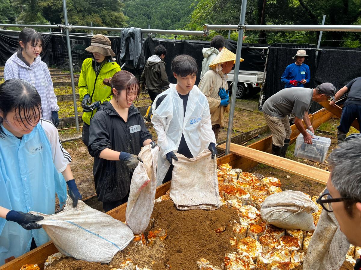 植えたほだ木に土をかぶせて埋めます