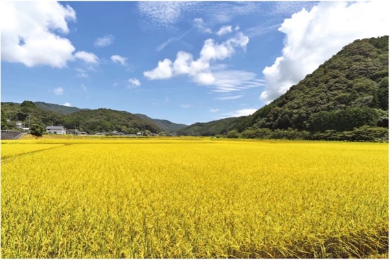 田んぼ