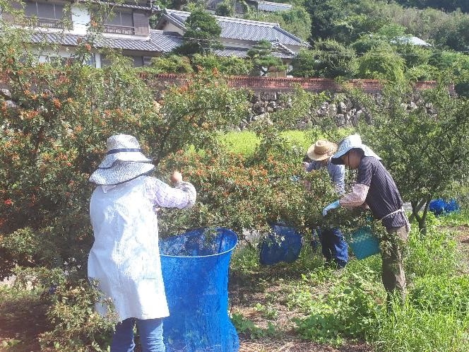 農事組合法人ヒューマンライフ土佐作業風景