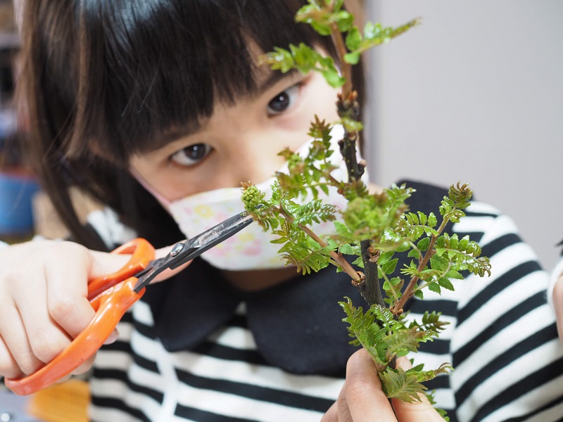 僅かの期間しか咲かない山椒の花の収穫