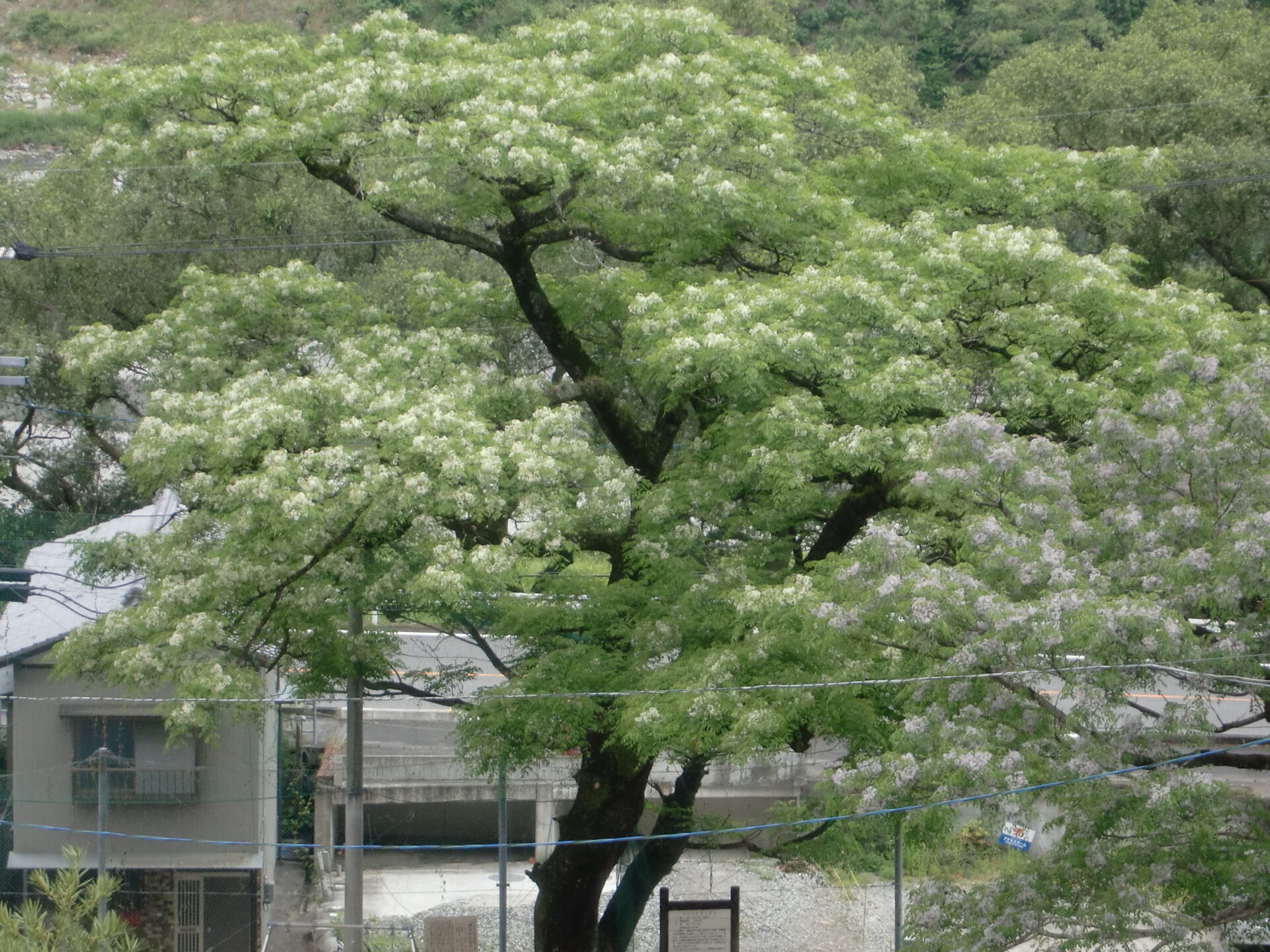 kounotani3