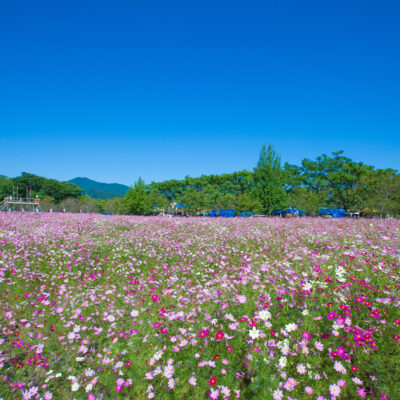 http://宮の前公園（越知町）